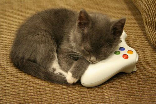 谁说动物不会玩游戏 猫咪也会玩Kinect