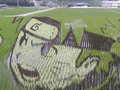 这不是麦田怪圈 看日本农民打造惊人的稻田艺术