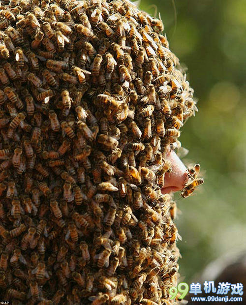 重口味慎入！加拿大“蜜蜂胡须”大赛奇葩照