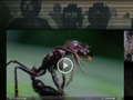 《最后的美国》宣传片 蚂蚁引发生化恐怖？