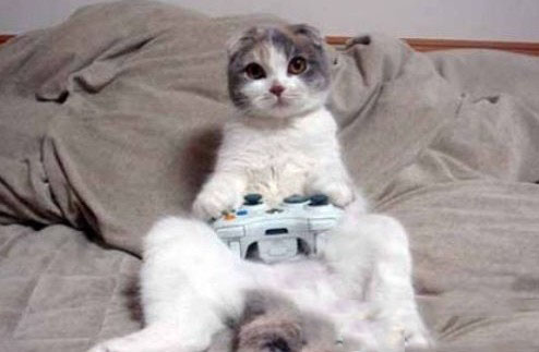 谁说动物不会玩游戏 猫咪也会玩Kinect