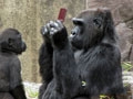 动物园黑猩猩也会玩任天堂NDSI游戏机？