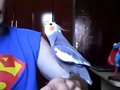 鹦鹉唱《超级玛丽》 超人的宠物也是人才