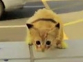 国外视频小组打造现实版皮卡丘 这货是猫啊